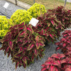 Solenostemon scutellarioides 'Main Street Ruby Road' ~ Main Street Ruby Road™ Coleus