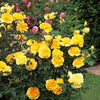 Rosa 'Ausmol' ~ Molineaux® Rose