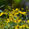 Coreopsis verticillata ~ Threadleaf Coreopsis