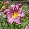 Hemerocallis 'Prairie Blue Eyes' ~ Prairie Blue Eyes Daylily