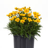 Coreopsis 'Baluptold' ~ Uptick™ Gold Tickseed