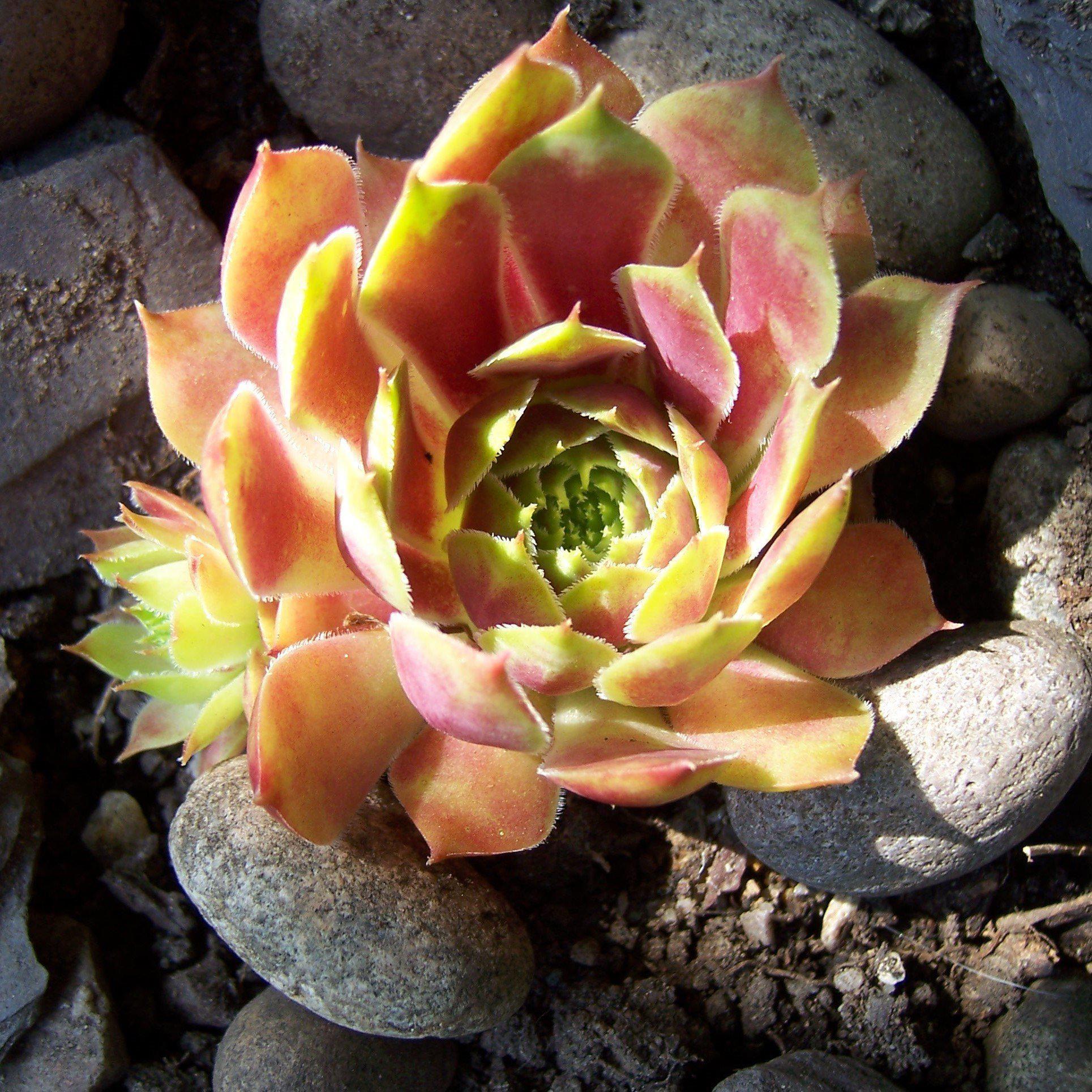 Sempervivum 'Commander Hay' ~ Commander Hay Hens and Chicks – Riverbend ...