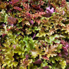 Heuchera x 'Marmalade' ~ Marmalade Coral Bells