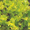 Heuchera ‘Lime Marmalade’ ~ Lime Marmalade Heuchera