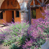 Salvia leucantha 'Santa Barbara' PP #12,949 ~ Santa Barbara Mexican Bush Sage