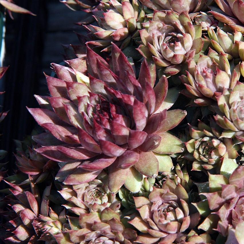 Sempervivum 'Red Beauty' ~ Red Beauty Hens and Chicks