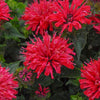 Monarda didyma 'Pardon My Cerise' ~ Pardon My Cerise Bee Balm