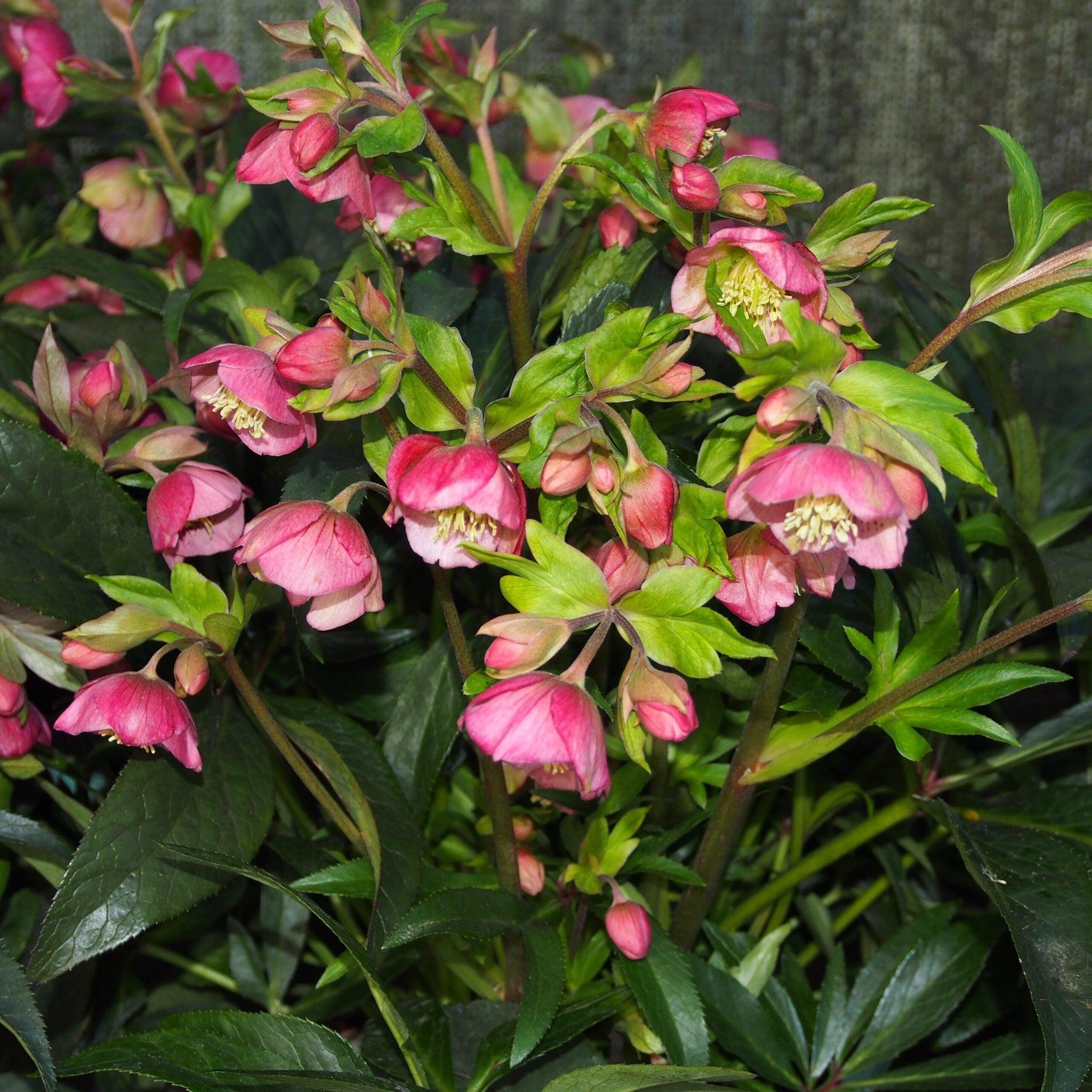 Helleborus x hybridus JWLS 'Dacaya' ~ Dacaya Lenten Rose