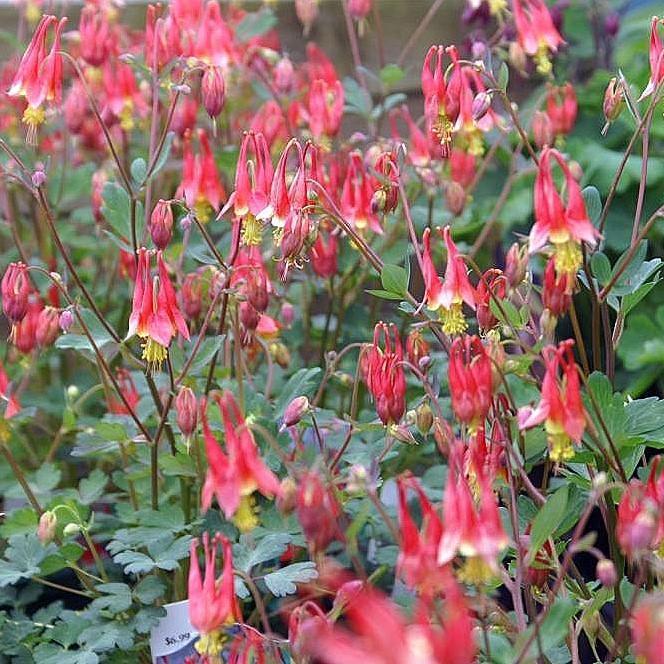 Aquilegia canadensis 'Little Lanterns' ~ Little Lanterns Columbine