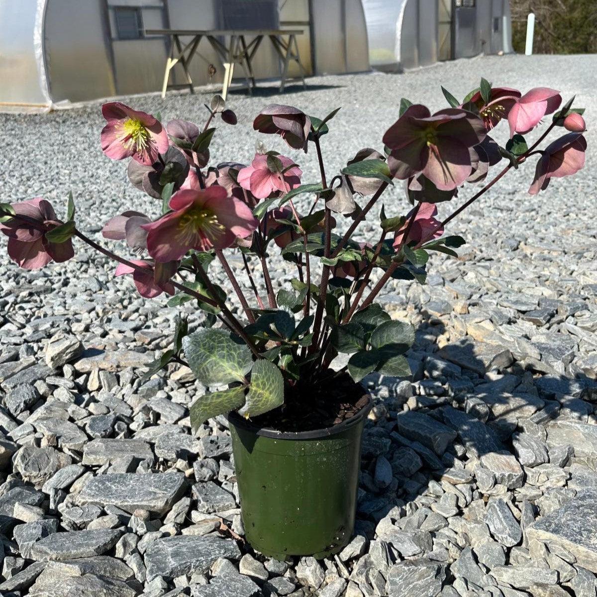 Helleborus x hybridus 'ABCRD01' ~ FrostKiss™ Penny's Pink® Lenten