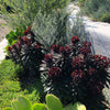 Euphorbia x martinii ‘Nothowlee’ ~ Sahara™ Blackbird Euphorbia