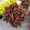 Solenostemon scutellarioides 'Main Street Ruby Road' ~ Main Street Ruby Road™ Coleus