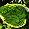 Hosta 'Diana Remembered' ~ Diana Remembered Hosta