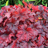 Heucherella 'Buttered Rum' ~ Buttered Rum Foamy Bells