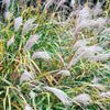 Miscanthus sinensis 'Zebrinus' ~ Zebra Grass