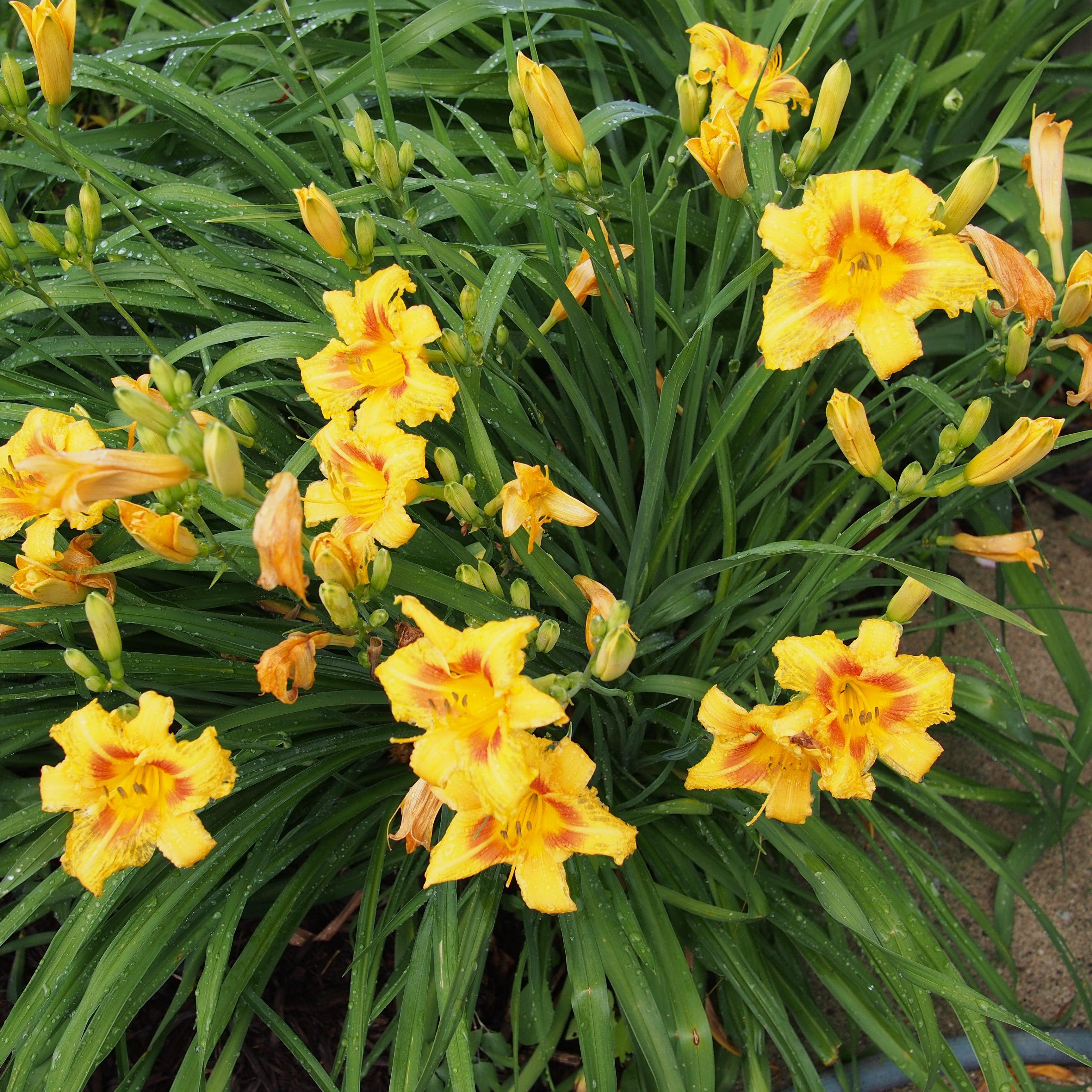 ｌｉｌｙ 　nella. x Garden of eden stella Hemerocallis 'Black Eyed Stella' ~ Black Eyed Stella Daylily
