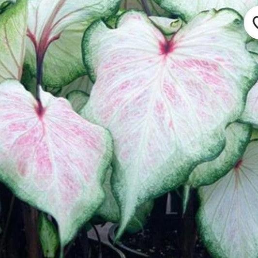 Caladium 'White Lightning' ~ White Lightning Caladium