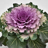 Brassica oleracea (Acephala Group) 'Osaka Pink' ~ Osaka Pink Ornamental Cabbage