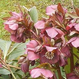 Helleborus x hybridus 'ABCRD01' ~ FrostKiss™ Penny's Pink® Lenten