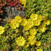 Delosperma nubigenum ‘WOWD20111’ ~ WOW® Golden Wonder Ice Plant