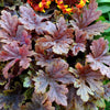 Heucherella 'Buttered Rum' ~ Buttered Rum Foamy Bells