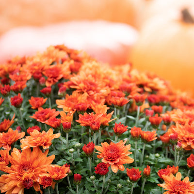 Chrysanthemum x morifolium 'Arluno Orange' ~ Belgian Mum® Arluno Orange Mum
