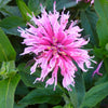 Monarda didyma 'Balbalmink' ~ Balmy™ Pink Bee Balm