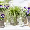 Carex oshimensis 'Eversheen' PP25938 ~ Evercolor® Eversheen Variegated Sedge