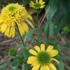 Echinacea 'Lemon' ~ Sunny Days™ Lemon Coneflower
