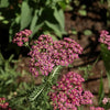 Achillea millefolium 'Desert Eve Deep Rose' ~ Desert Eve™ Deep Rose Yarrow