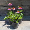Echinacea purpurea 'Magnus' ~ Magnus Echinacea, Coneflower