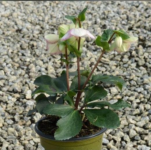 Helleborus x glandorfensis 'Coseh 5000' ~ HGC® Ice N' Roses