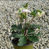 Helleborus x glandorfensis 'Coseh 5000' ~ HGC® Ice N' Roses® Picotee Hellebore