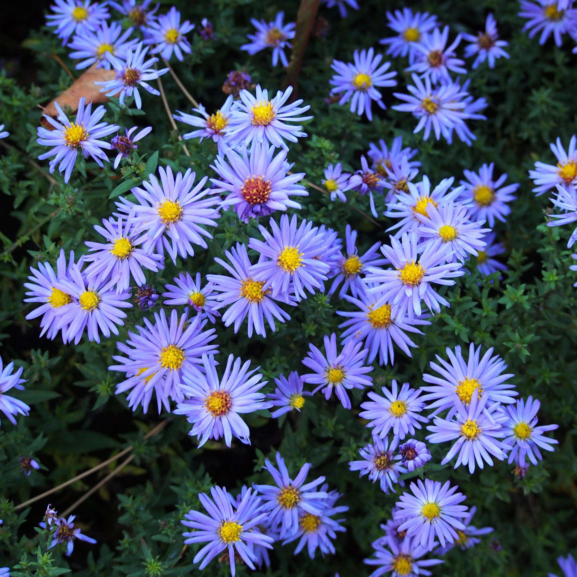 Aster novi-belgii 'Prof. Anton Kippenberg' ~ Prof. Anton Kippenberg Aster