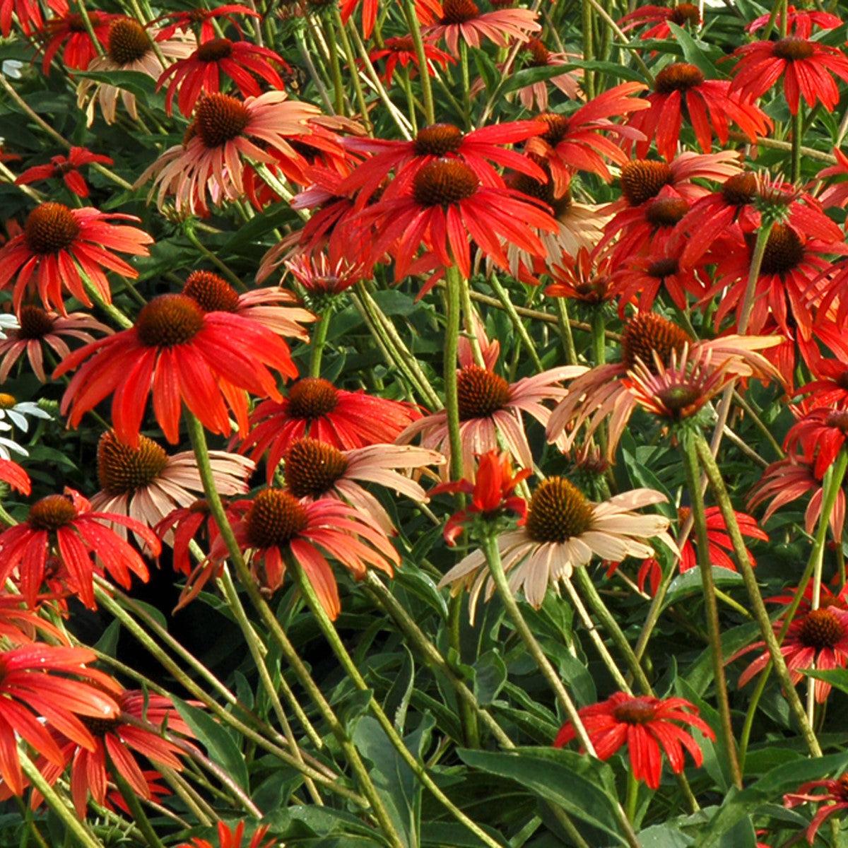 tomato soup echinacea seeds Echinacea 'Tomato Soup' ~ Tomato Soup Echinacea, Coneflower – Riverbend Nursery
