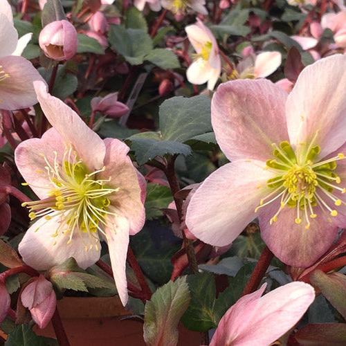 Helleborus x hybridus 'Pirouette' ~ Pirouette Lenten Rose