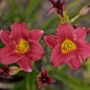 Hemerocallis 'Ruby Stella' ~ Ruby Stella D'Oro Daylily