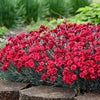 Dianthus 'Maraschino' ~ Fruit Punch® Maraschino Dianthus