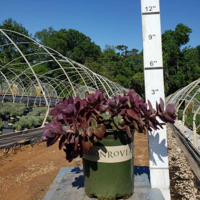 Sedum 'Cherry Tart' ~ SunSparkler® Cherry Tart Sedum