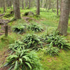 Struthiopteris spicant ~ Deer Fern, Hard Fern