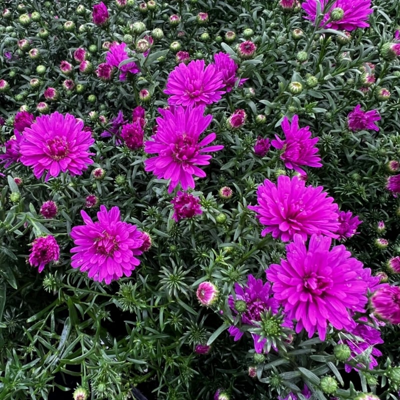 Aster novae-angliae 'Marie III' ~ Marie III Dark Pink New England Aster