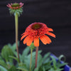 Echinacea x 'Moab Sunset' ~ Moab Sunset Coneflower