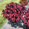 Solenostemon scutellarioides 'Main Street Beale Street’ ~ Main Street Beale Street™ Coleus
