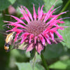 Monarda 'Bee-Merry' ~ Bee-You™ Bee-Merry Bee Balm