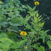 Heliopsis helianthoides 'Ox Eye' ~ Ox Eye False Sunflower