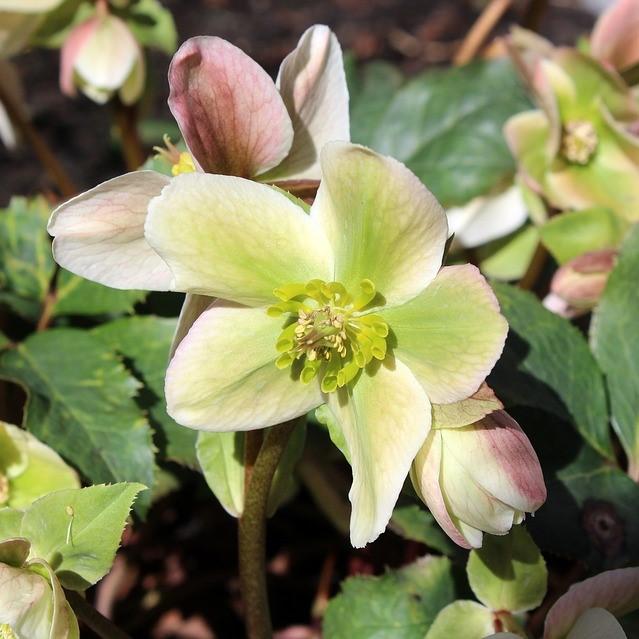 Helleborus x ericsmithii 'Cohesh740' ~ HGC® Joker Lenten Rose