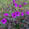 Geranium pratense 'Dark Eyes' ~ Dark Eyes Cranesbill