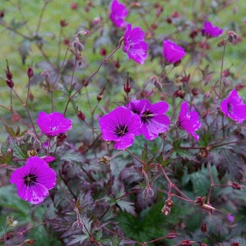 Geranium pratense 'Dark Eyes' ~ Dark Eyes Cranesbill