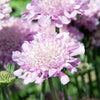 Scabiosa columbaria 'Pink Mist' ~ Pink Mist Pincushion Flower