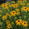 Rudbeckia x 'Glitters Like Gold' ~ Glitters Like Gold Black-Eyed Susan
